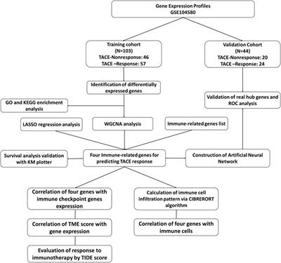 Immune-related gene signature to predict TACE refractoriness in patients with hepatocellular carcinoma based on artificial neural network